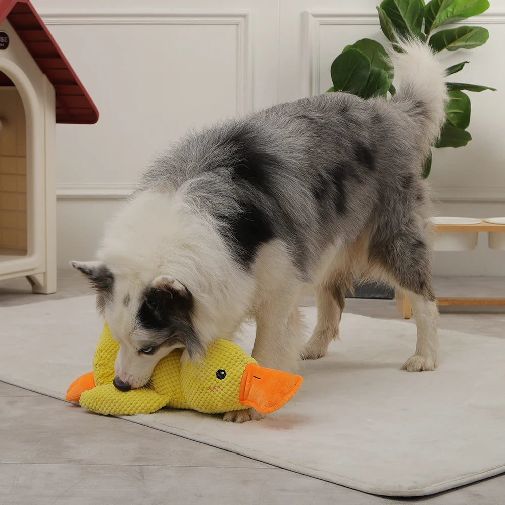 QuackToy™ | Ente Hundespielzeug